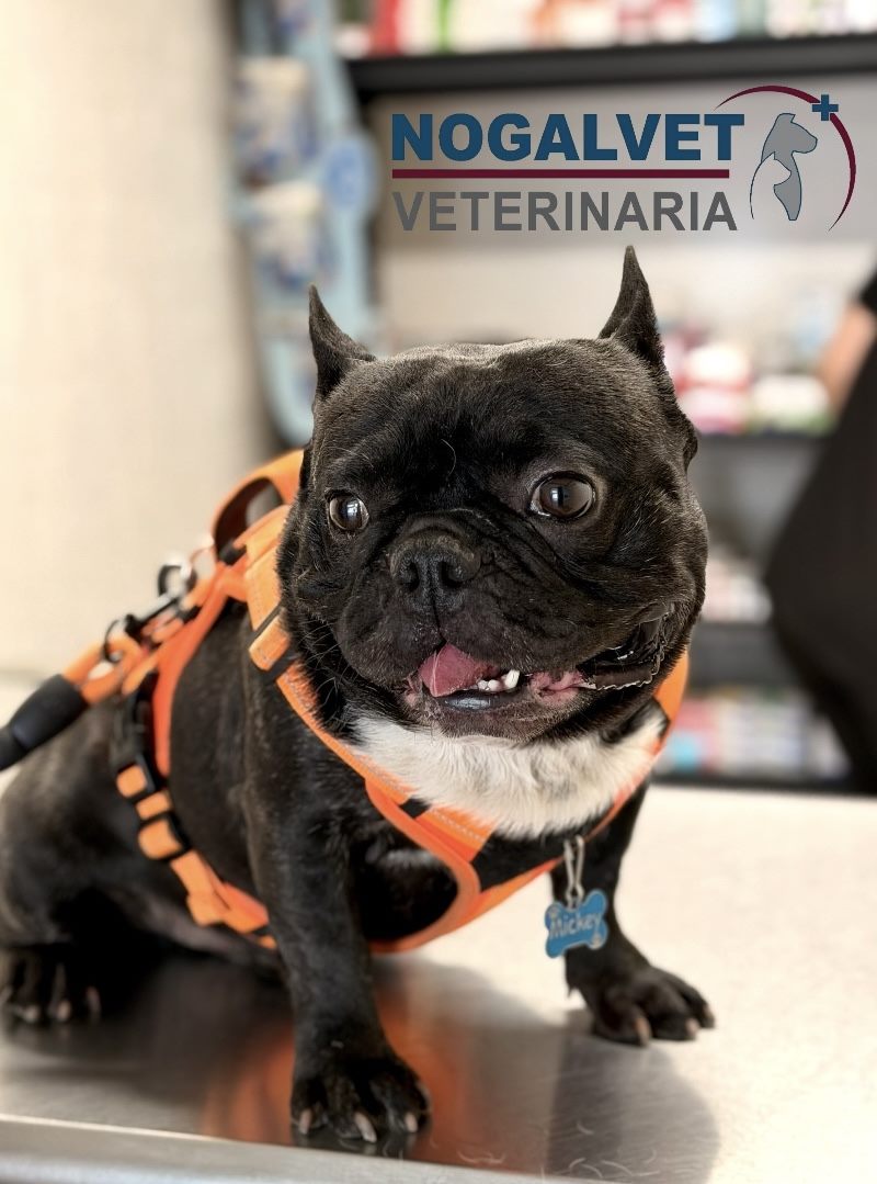Bulldog francés en consulta en NogalVet