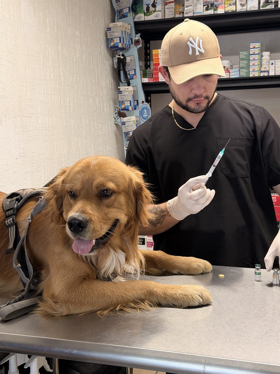 Vacunación de un golden retriever en NogalVet